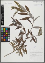 Foto von Salix alba L.